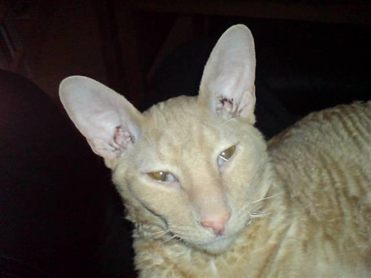 Cornish Rex Bojan billede 1