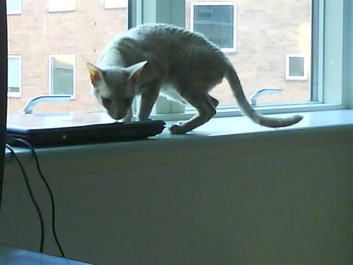 Cornish Rex Bojan billede 2