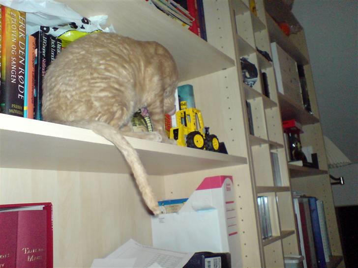 Cornish Rex Bojan billede 3