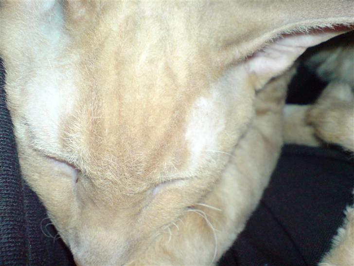 Cornish Rex Bojan billede 4