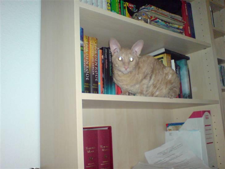 Cornish Rex Bojan - hold da op der er langt ned billede 5