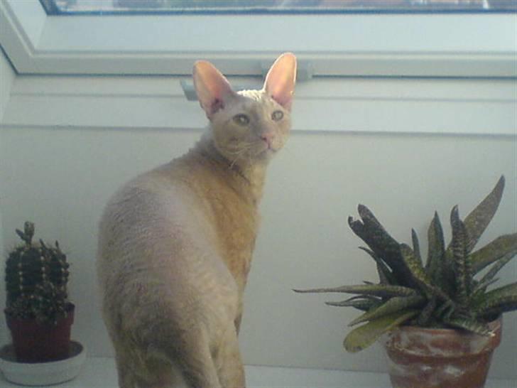 Cornish Rex Bojan billede 6
