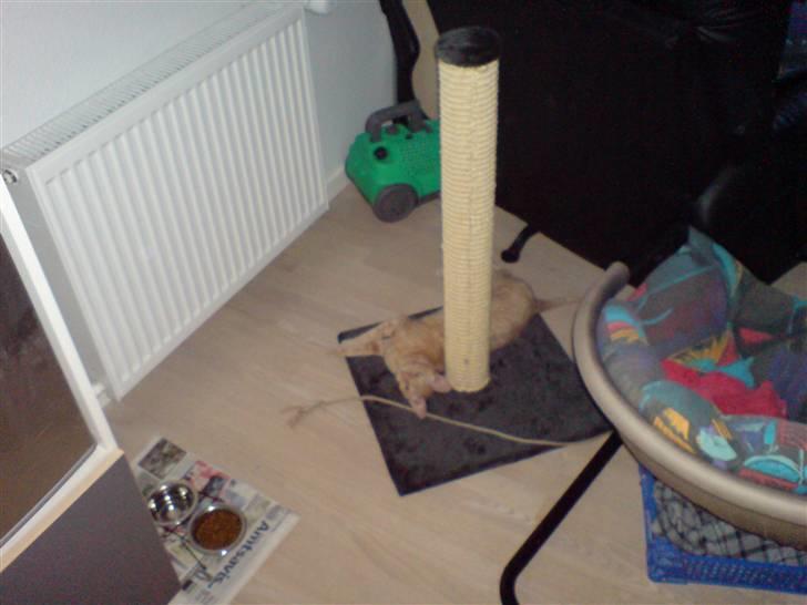 Cornish Rex Bojan billede 7