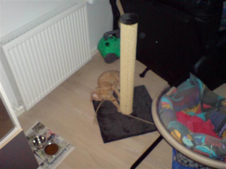 Cornish Rex Bojan billede 8