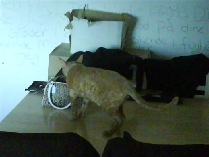 Cornish Rex Bojan - vil altså utrolig gerne have de nøgler der ligger dernede i billede 9