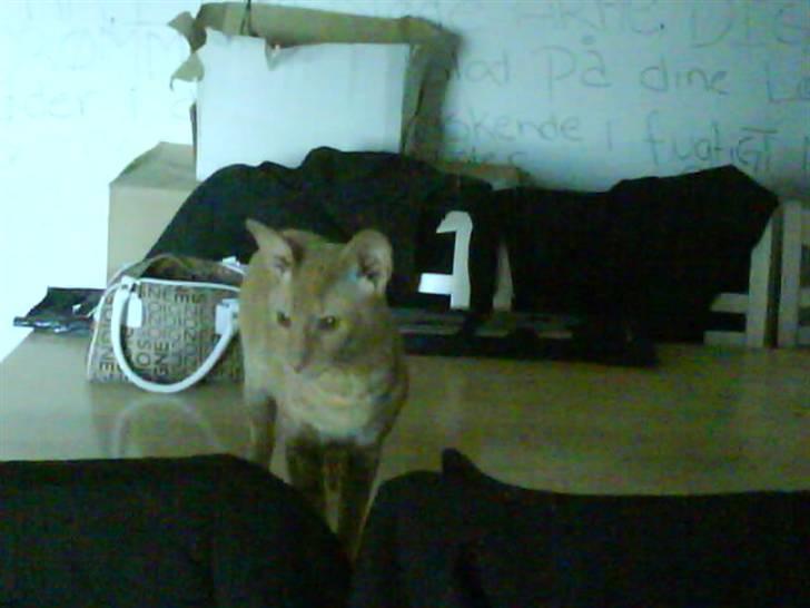 Cornish Rex Bojan billede 10