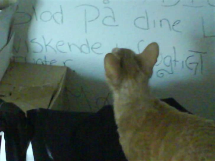 Cornish Rex Bojan billede 11