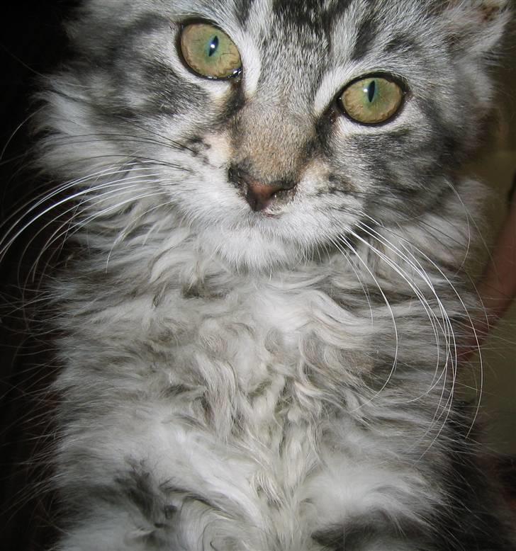 Maine Coon Siffe billede 1