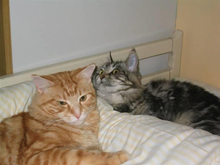 Maine Coon Siffe billede 2