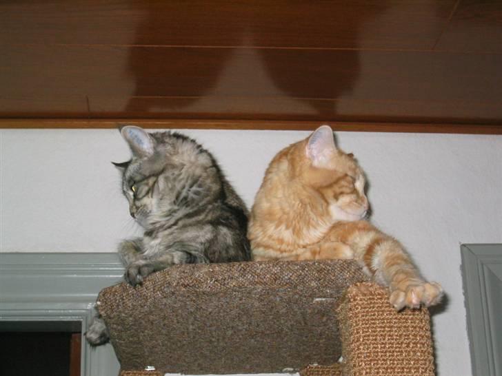 Maine Coon Siffe billede 3