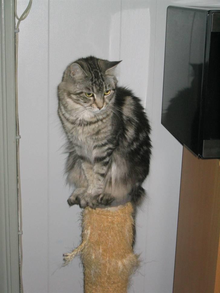 Maine Coon Siffe billede 4