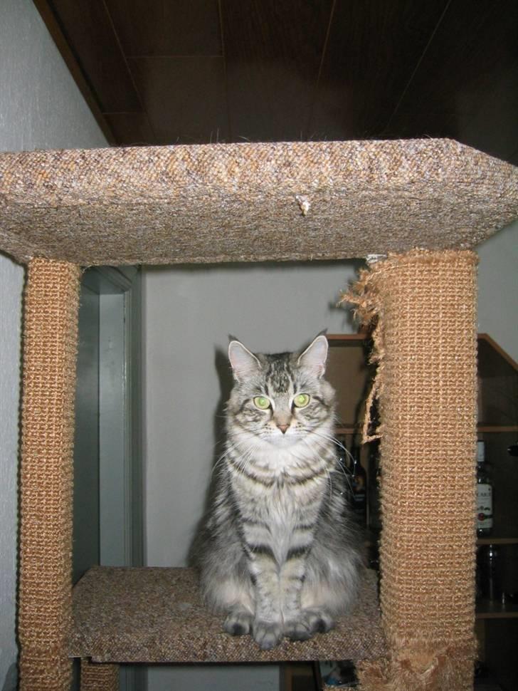 Maine Coon Siffe billede 5