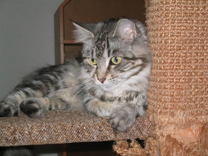 Maine Coon Siffe billede 6