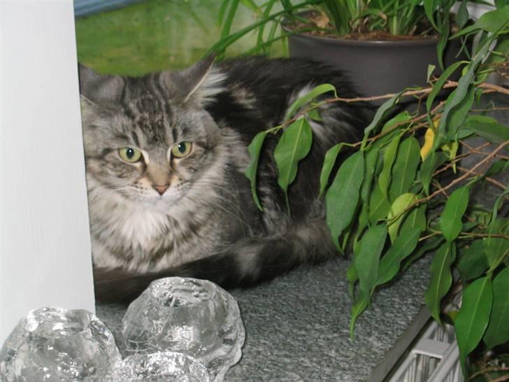 Maine Coon Siffe billede 7