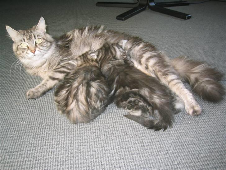 Maine Coon Siffe billede 8