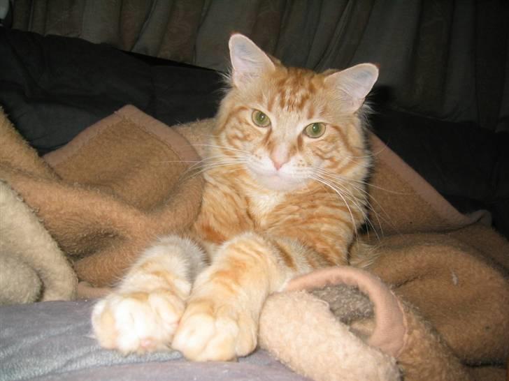 Maine Coon Mugge billede 1