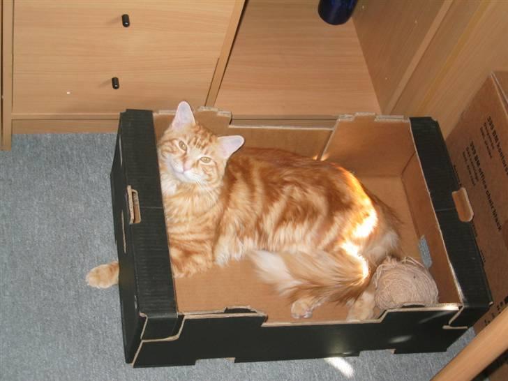 Maine Coon Mugge billede 2