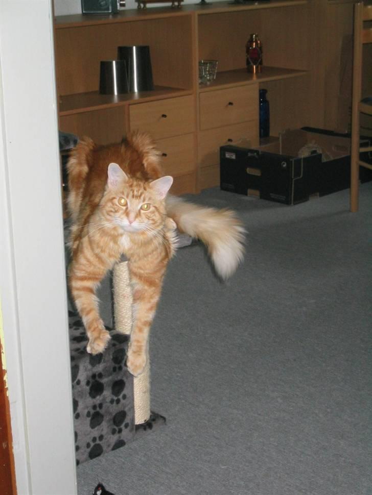 Maine Coon Mugge billede 3