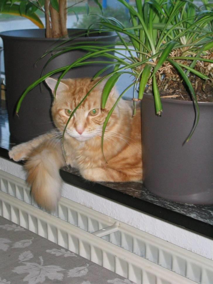 Maine Coon Mugge billede 4