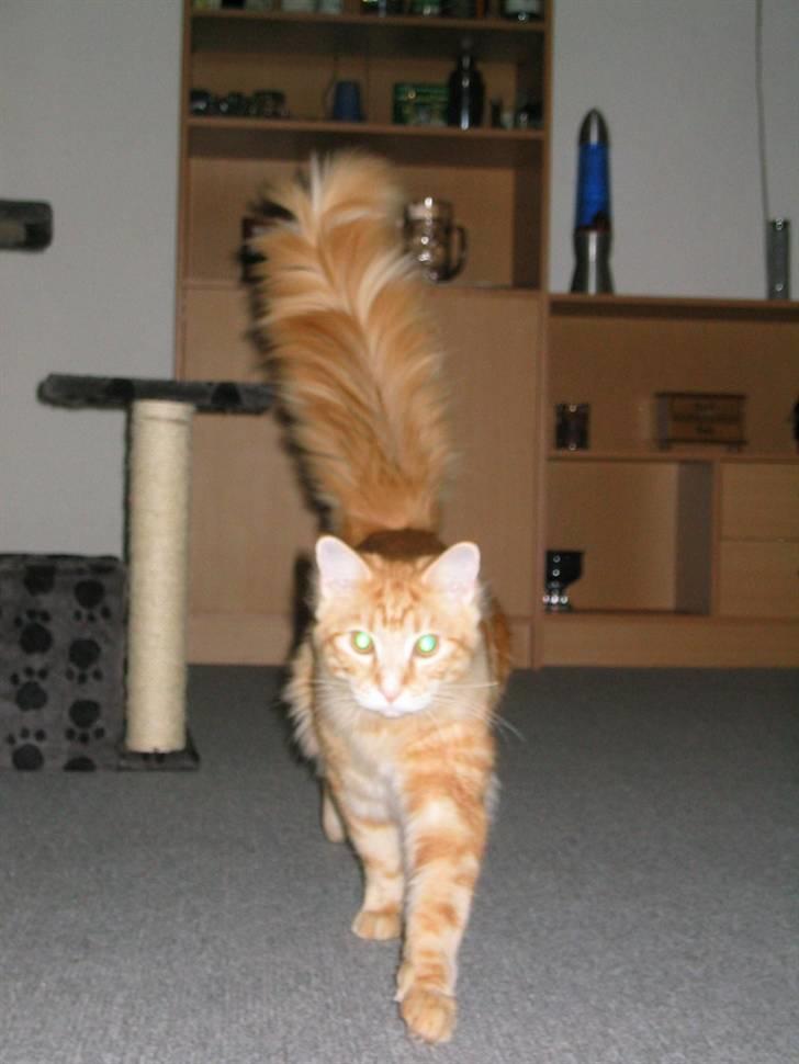 Maine Coon Mugge billede 5