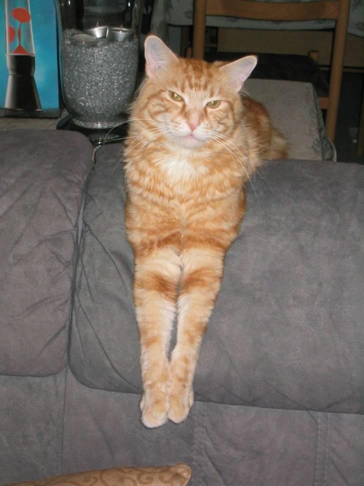 Maine Coon Mugge billede 6