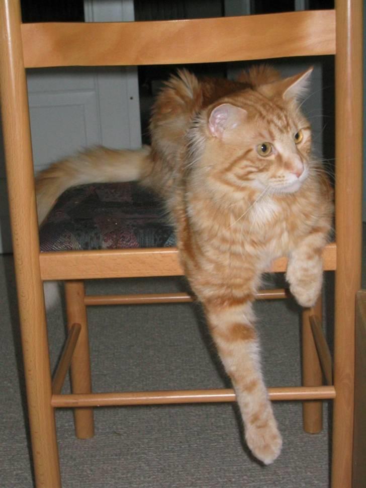 Maine Coon Mugge billede 7