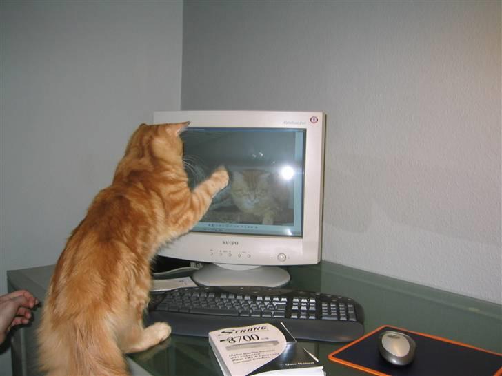 Maine Coon Mugge billede 8