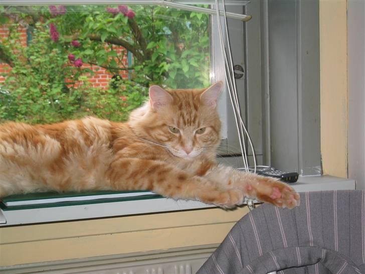 Maine Coon Mugge billede 9