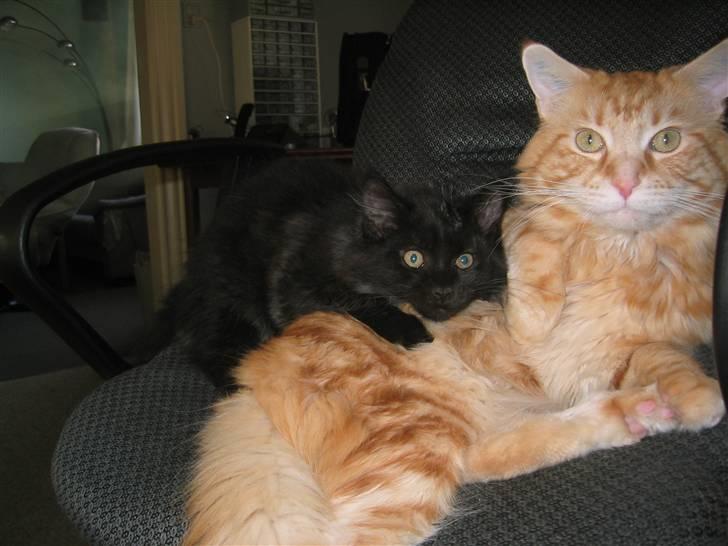 Maine Coon Mugge billede 10