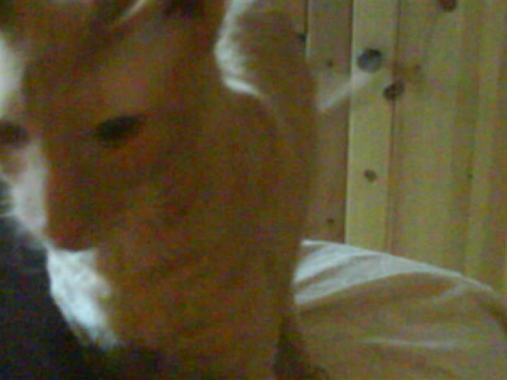 Cornish Rex Bojan billede 12