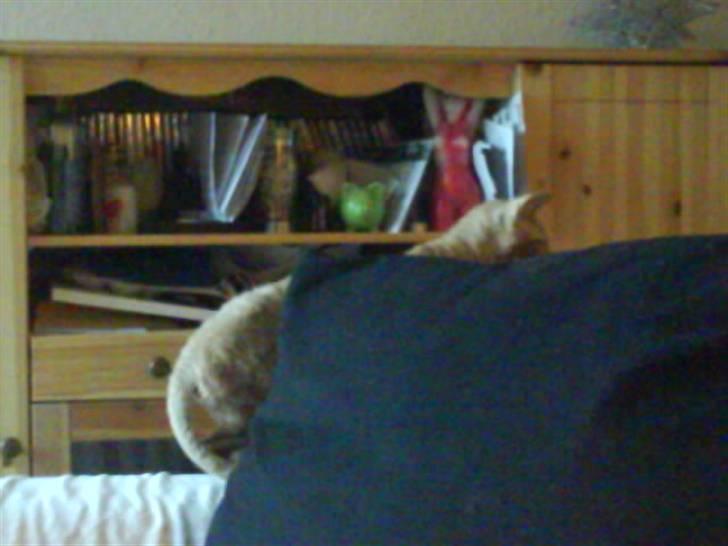 Cornish Rex Bojan - dejlige store puder og lege fange bagved billede 13