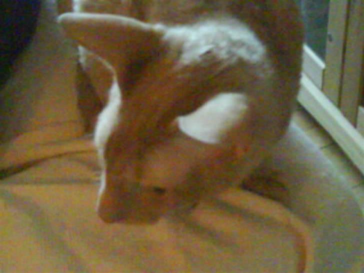 Cornish Rex Bojan billede 14