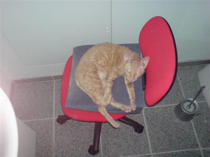 Cornish Rex Bojan - og så gør jeg lige klar til at springe billede 15