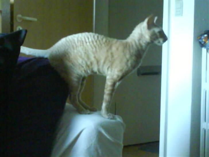 Cornish Rex Bojan billede 16