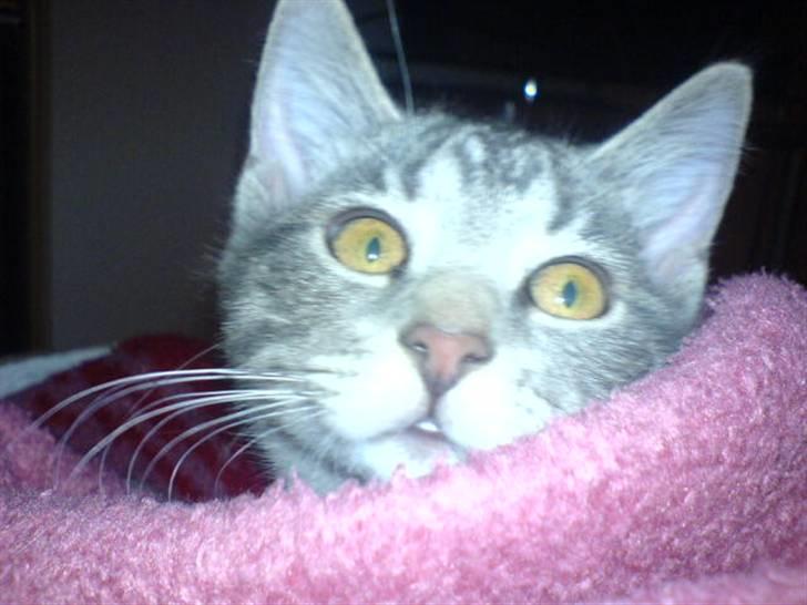 Blanding af racer Lille Mis >solgt< billede 20