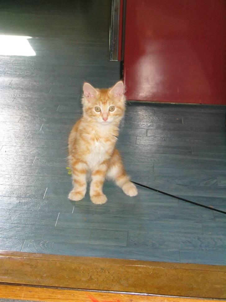 Maine Coon Mugge billede 11