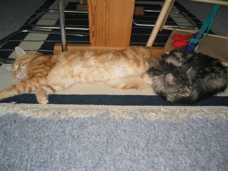 Maine Coon Mugge billede 12