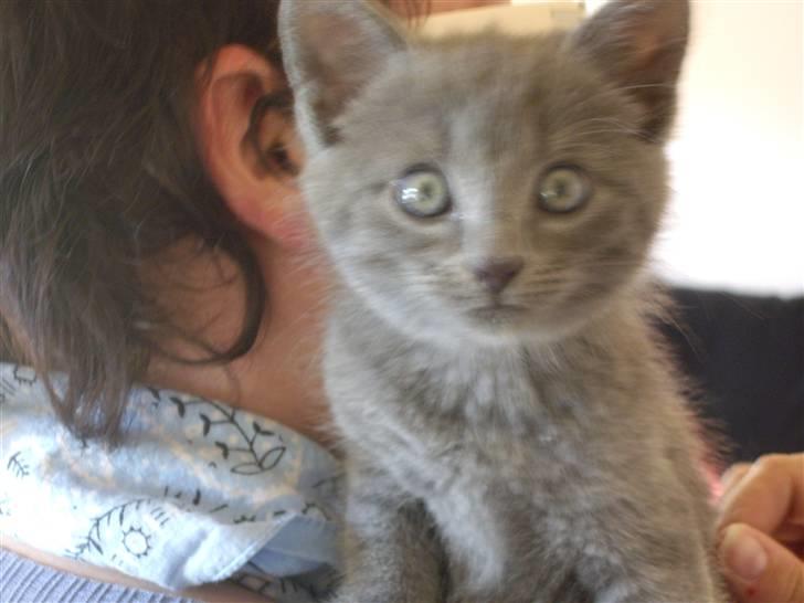 Huskat Tarzan - Hej hele verden...her er jeg Tarzan... billede 1