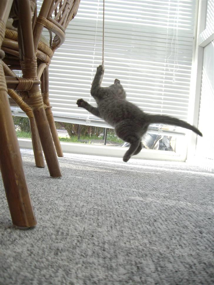 Huskat Tarzan billede 2