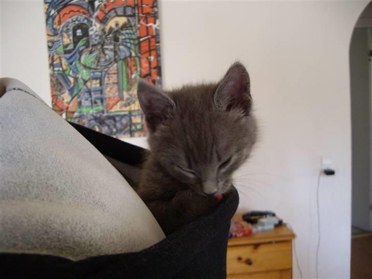 Huskat Tarzan - ..og så kan man da ligeså godt vaske sig... billede 3