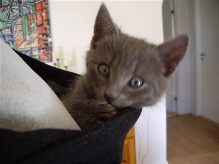 Huskat Tarzan - Det er hyggeligt at sidde i "far´s" hætte... billede 4