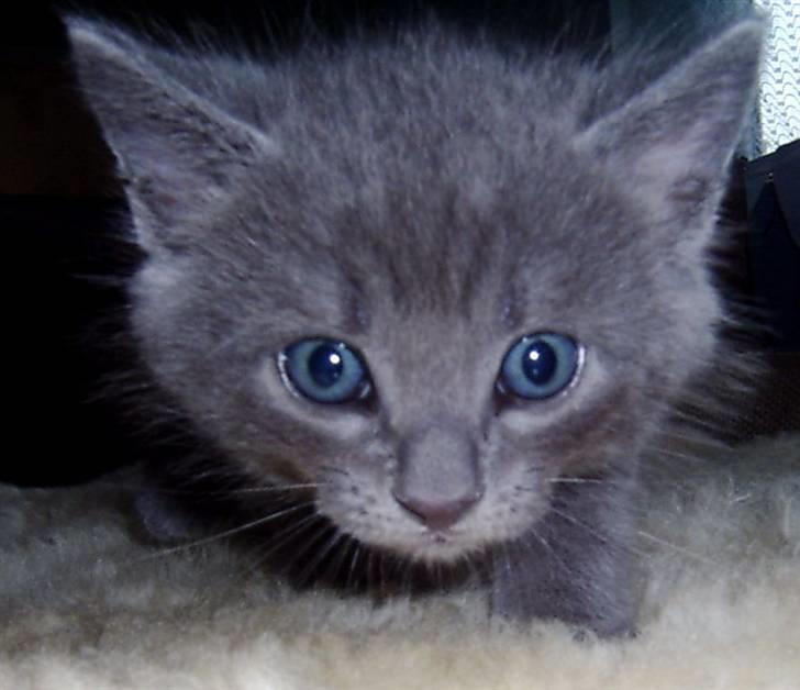 Huskat Tarzan - Jeg sniger mig stille frem... billede 5