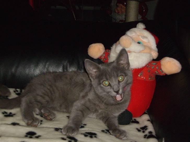 Huskat Tarzan - Mig og Julemanden er gode venner... billede 6