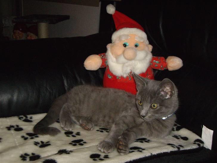 Huskat Tarzan billede 7