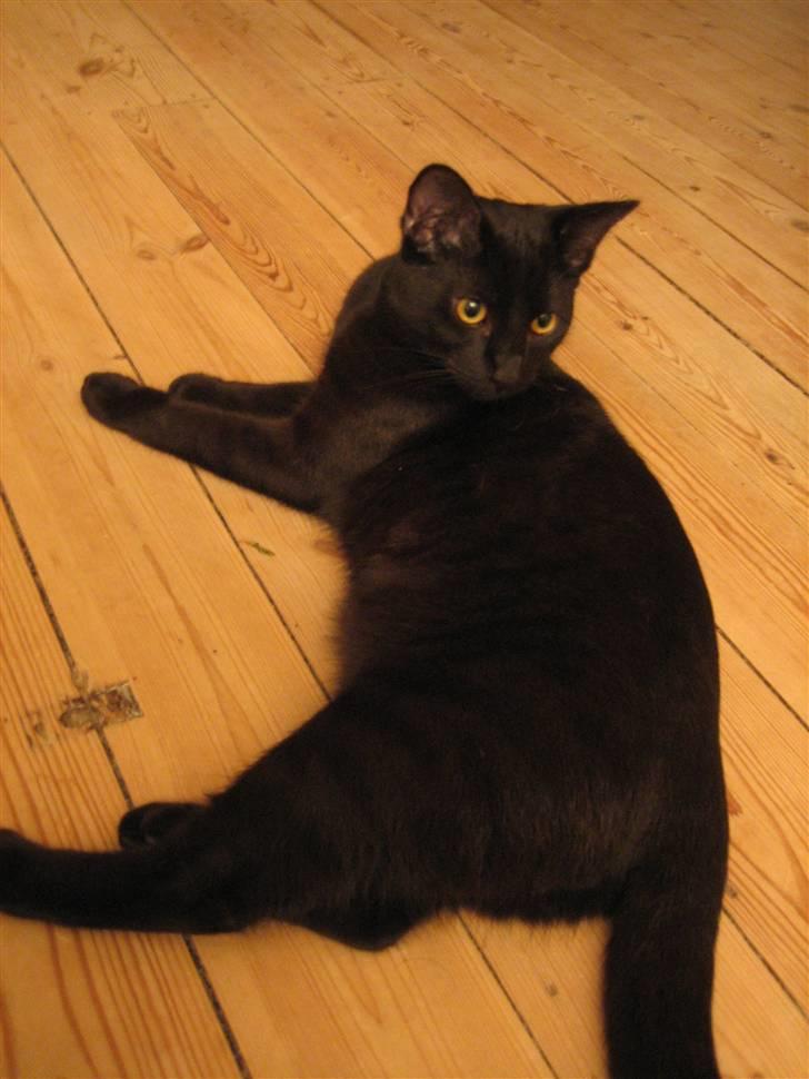 Huskat Fister - Den sorte panter, Fister billede 1