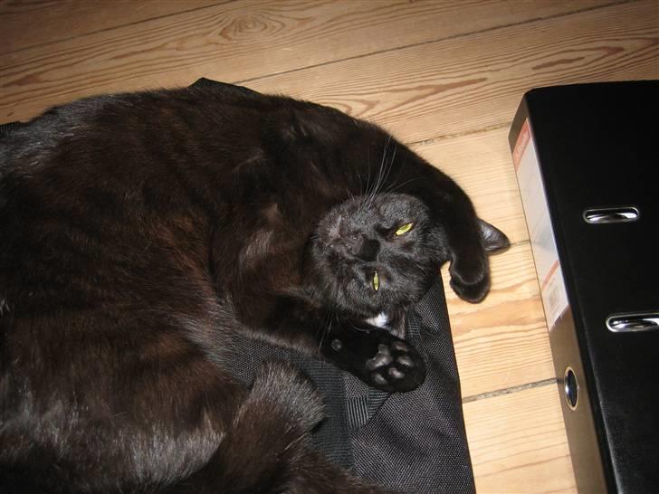 Huskat Fister - Ihh det er så dejligt at ligge på tasker;) billede 2