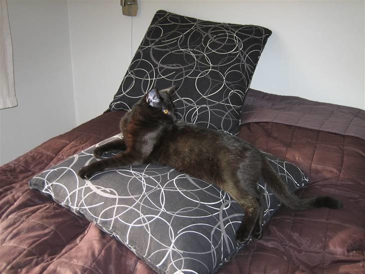 Huskat Fister - Jeps, jeg er en stor flot dreng.. billede 3