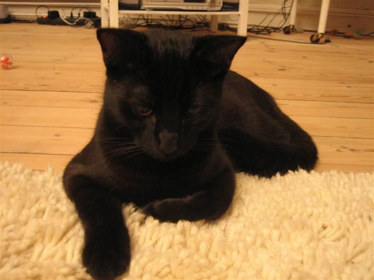 Huskat Fister billede 4