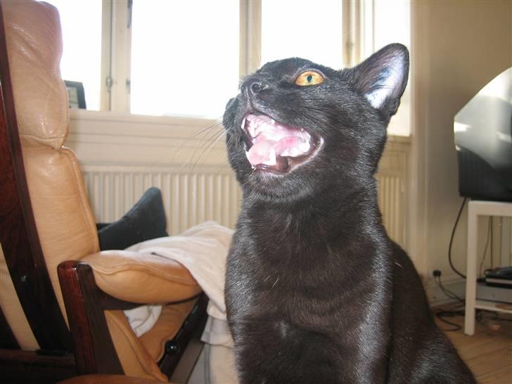 Huskat Fister - Lalallaala.... billede 5