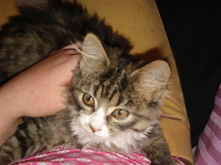 Norsk Skovkat bandit<33! billede 7